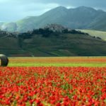 Ekologiczne składniki produktów KEMON ze zjawiskowych upraw we Włoszech