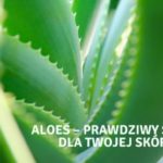 Aloes – prawdziwy skarb dla Twojej skóry